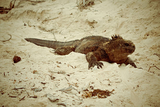 beautiful iguana resting in the beach in santa cruz galapagos islands
