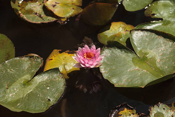 istock Pink water lily flower 487502256