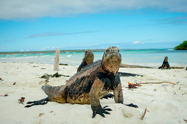 bellissimo iguana riposo in spiaggia santa cruz delle galapagos - sleeping volcano foto e immagini stock