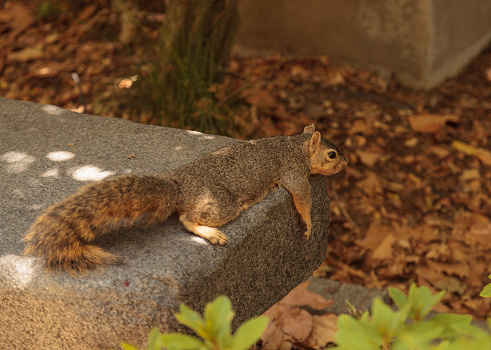 A tired squirrel takes a rest on a park bench on a hot day when the heat is exhausting in Southern California, United States in summer