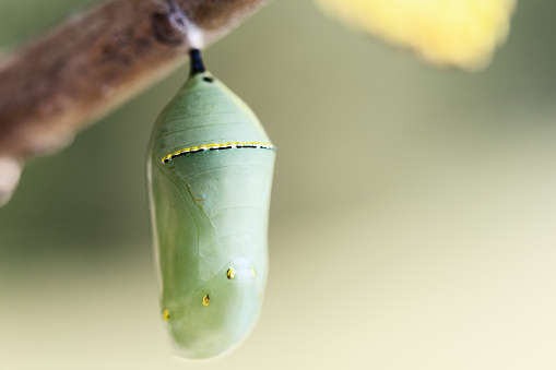 Green Monarch Butterfly Chrysalis hanging on a Poplar tree.