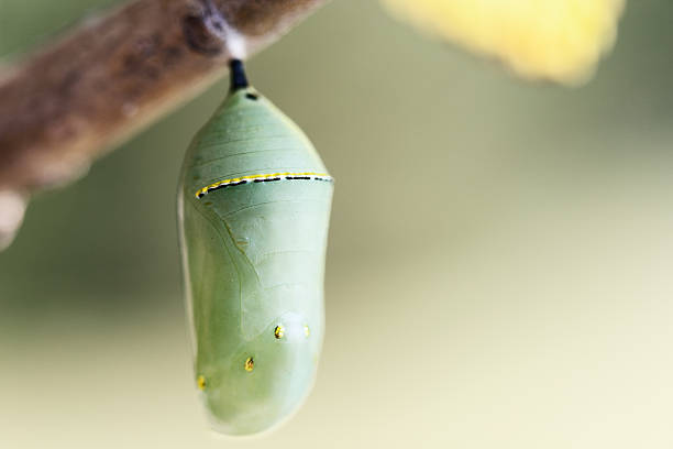 Monarch Butterfly Chrysalis Green Monarch Butterfly Chrysalis hanging on a Poplar tree. pupa stock pictures, royalty-free photos & images