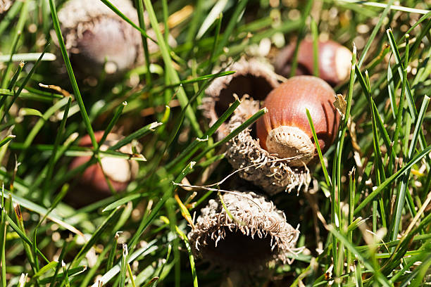 istock Fallen Acorns in Autumn 487505448