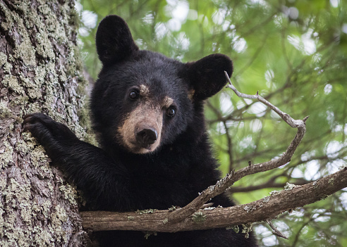 Madeline Island, Wisconsin, USA - May 24, 2015: Black Bear Yearling in a tree on Madeline Island.