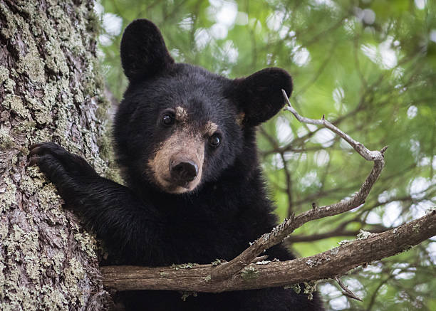 Black Bear in Tree Madeline Island, Wisconsin, USA - May 24, 2015: Black Bear Yearling in a tree on Madeline Island. black bear cub stock pictures, royalty-free photos & images