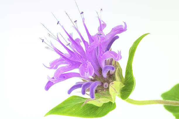 wild bergamot - beebalm foto e immagini stock