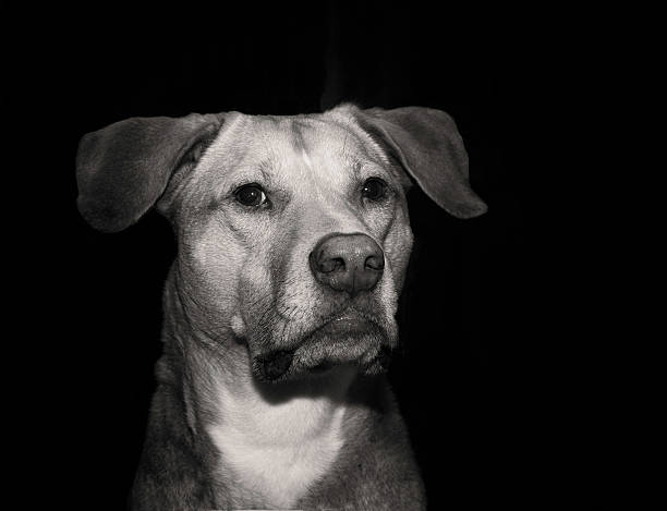 istock Portrait of Labrador Mix Dog 487505721