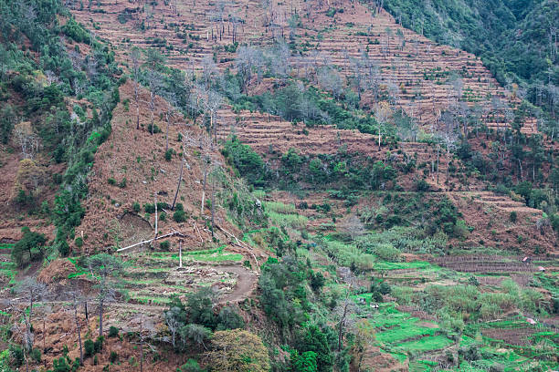istock cliff top on the island of Madeira 487505801