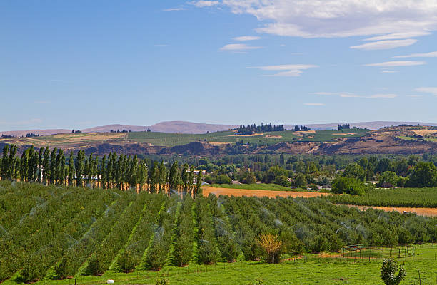 yakima landwirtschaft - apfelsorte red delicious stock-fotos und bilder