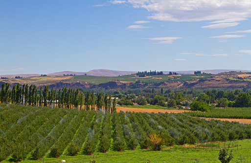 portion of an apple orchard with overhead irrigation sprinklers watering the trees