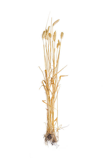 istock Several stems of wheat with spikelet on a light background 487506070