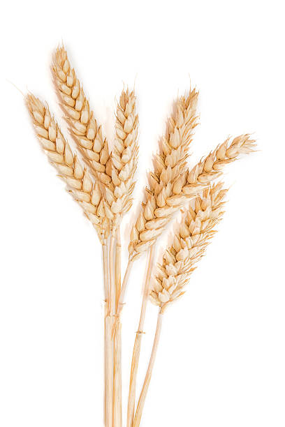 istock Several spikes of wheat on a light background 487506082