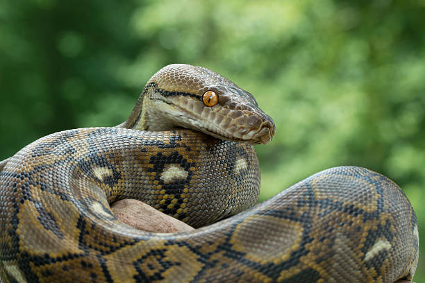 アミメニシキヘビ - snake python reptile animal ストックフォトと画像