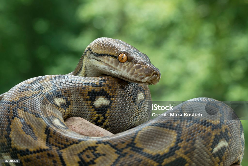 Reticulated Python Reticulated Python (Python reticulatus) Snakeskin Stock Photo