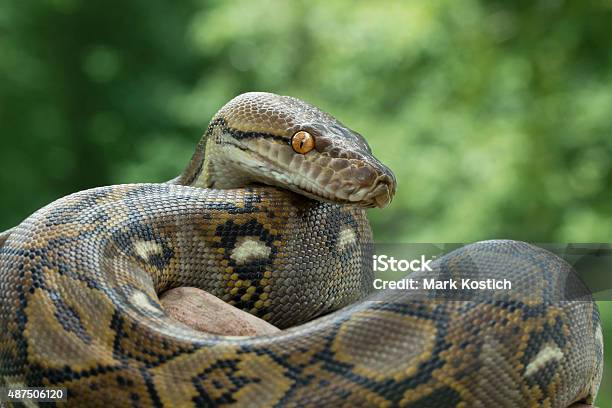 Reticulated Python Stock Photo - Download Image Now - Snakeskin, Python - Snake, Snake