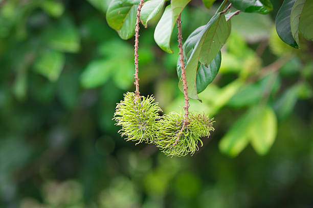 istock Tropical fruit, Young rambutan on tree with green leaf background 487506162