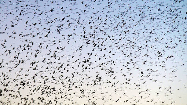 istock Backgrounds Of Birds On The Air 487506736