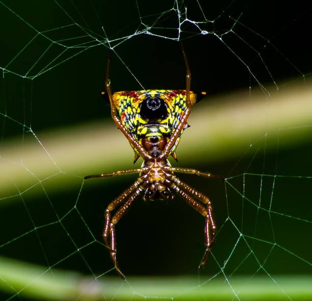 istock Jeweled Spider 487507137