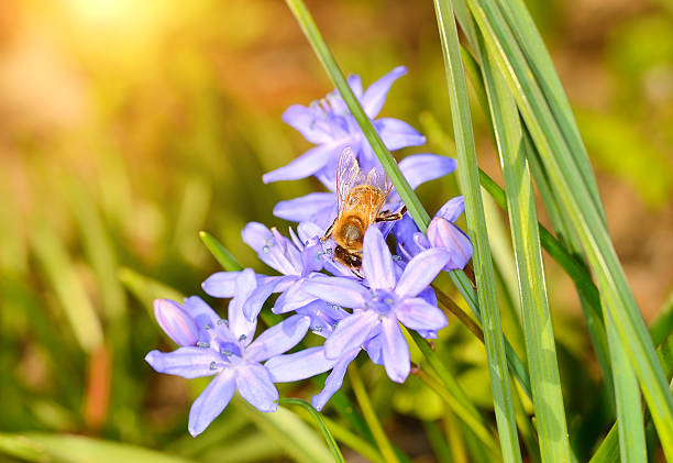 flores silvestres e abelha em campo - awe fly flower pollen - fotografias e filmes do acervo