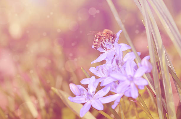 onírico fotografia da abelha na flor selvagem - awe fly flower pollen - fotografias e filmes do acervo