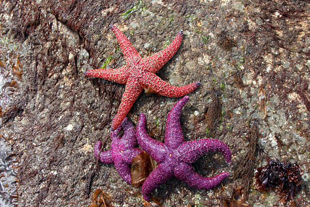 istock Red end Purple Stars 487507409