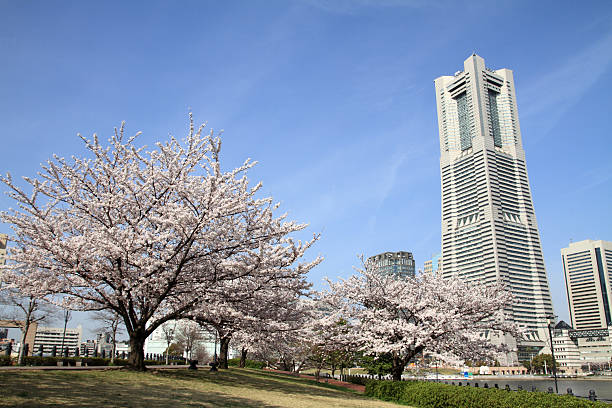 yokohama marco tower e as flores de cerejeira no japão - mm21 - fotografias e filmes do acervo