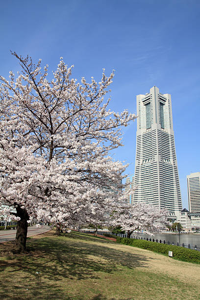 yokohama marco tower e as flores de cerejeira no japão - mm21 - fotografias e filmes do acervo