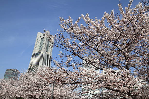 yokohama marco tower e as flores de cerejeira no japão - mm21 - fotografias e filmes do acervo