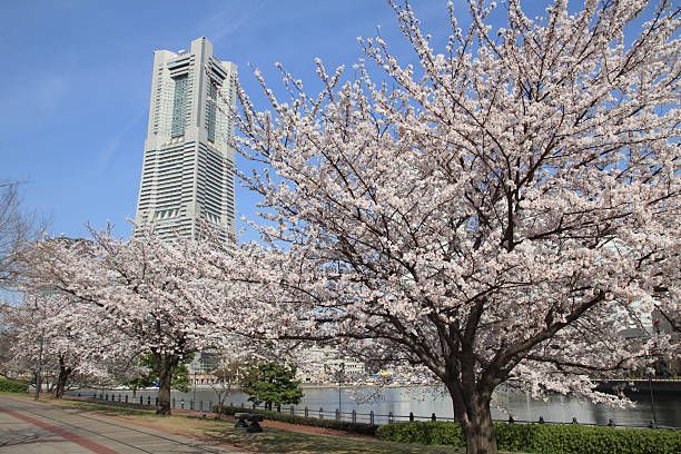 jokohama landmark tower i wiśniowymi kwiatami w japonii - mm21 zdjęcia i obrazy z banku zdjęć