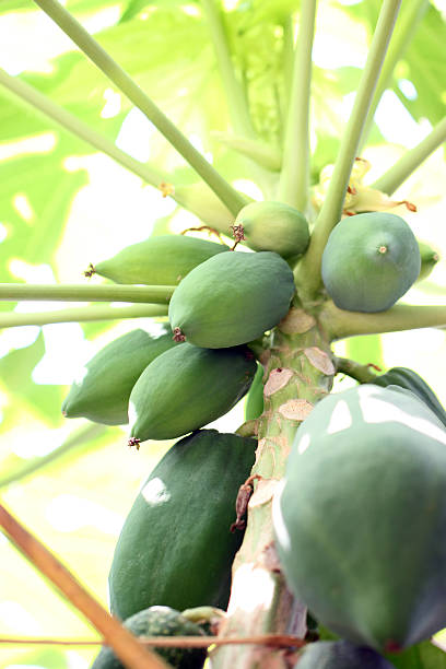 istock Still not mature of papaya on tree. 487507933