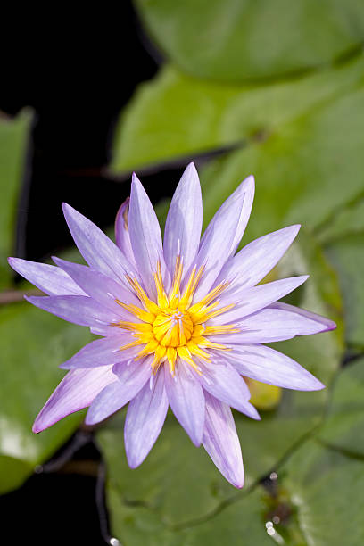 바하이 아이리스입니다 - lotus lotus root purple single flower 뉴스 사진 이미지