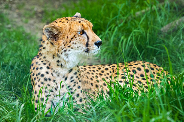 istock Cheetah, Acinonyx jubatus 487508351
