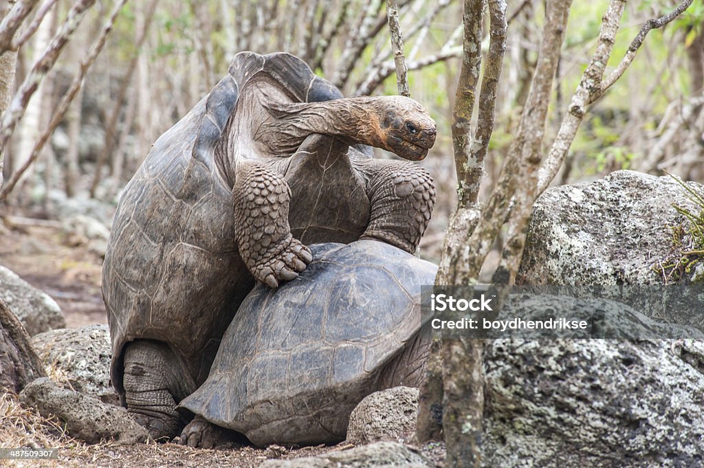 Land turtle - Galapagos The GalÃ¡pagos tortoise or GalÃ¡pagos giant tortoise is the largest living species of tortoise and the 13th-heaviest living reptile, reaching weights of over 400 kg and lengths of over 1.8 meters. Animal Stock Photo