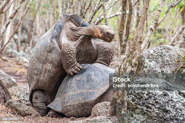 Land Turtle Galapagos Stock Photo - Download Image Now - Animal, Animal Shell, Animal Wildlife