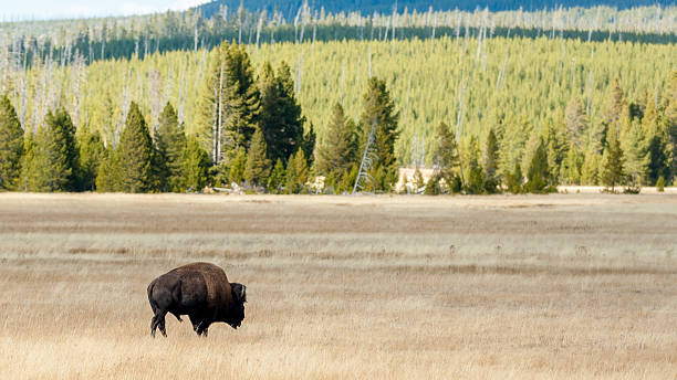 istock Yellowstone National Park 487509797