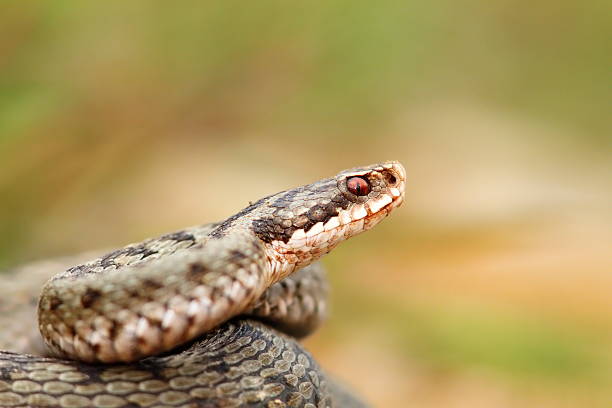 istock closeup of a beautiful vipera berus 487511740