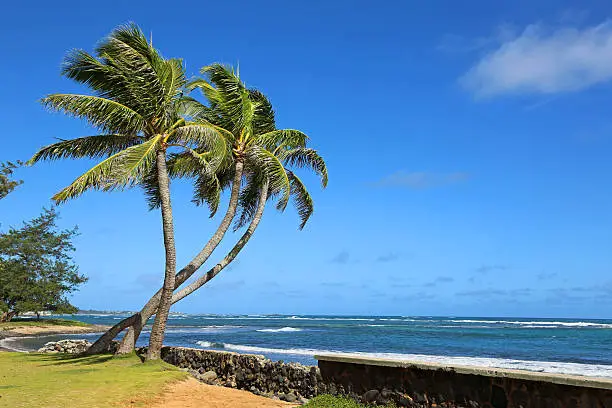 Landscape on the beach, Oahu, Hawaii