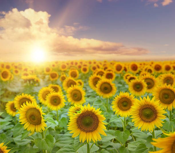 istock Field of blooming sunflowers 487512252