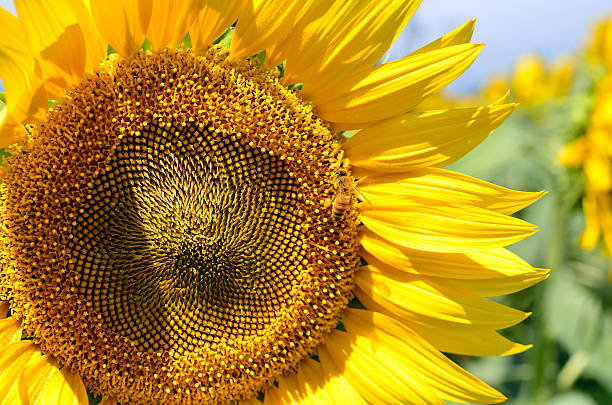 istock sunflower with honeybee, Hokuto, Yamanashi, Japan 487512442