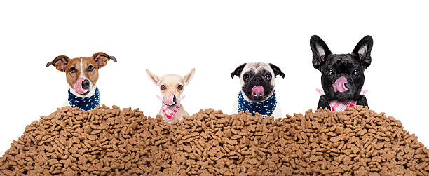 group of dogs behind mound food