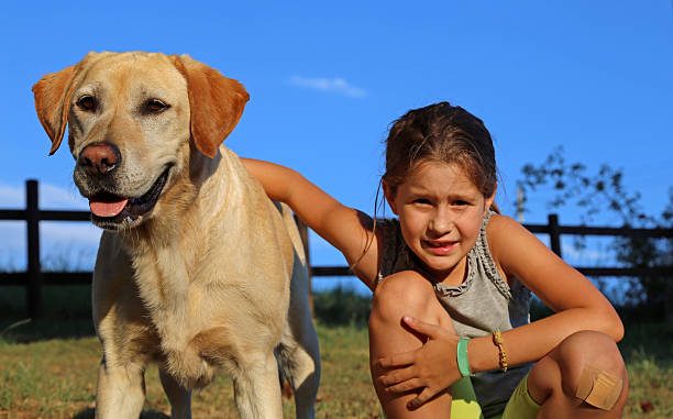 istock Labrador Retriever with lilttle girl in the park 487515786