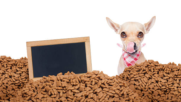 istock hungry dog  behind mound food 487516098