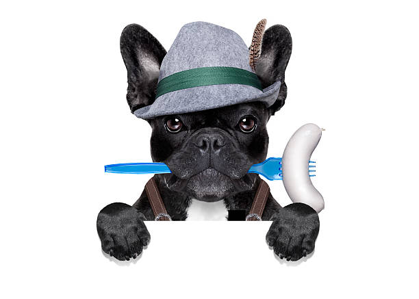 bavarian beer celebration dog cool bavarian Beer Fest german french bulldog dog with beer mug and sausage in mouth , behind blank empty banner or placard , isolated on white background weisswurst photos stock pictures, royalty-free photos & images
