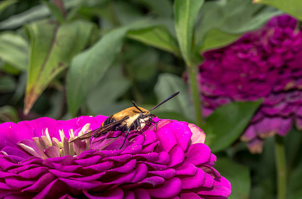 istock hummingbird hawk-moth,Macroglossum stellatarum 487519208