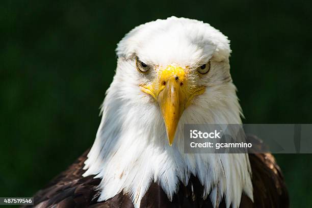 Bald Eagle Haliaeetus Leucocephalus Stock Photo - Download Image Now - 2015, Animal, Animal Body Part