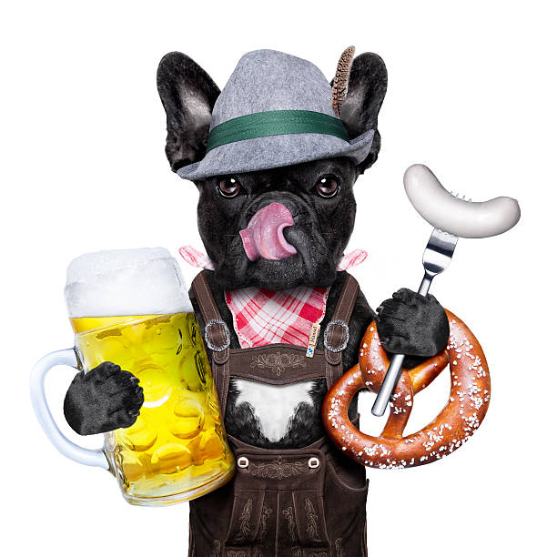 bavarian beer celebration dog cool bavarian german french bulldog dog with beer mug and sausage and pretzel bread , isolated on white background weisswurst photos stock pictures, royalty-free photos & images