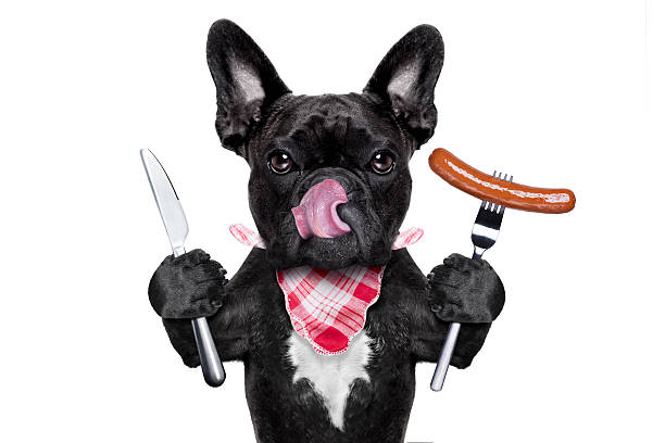 istock hungry dog  with sausage 487520016