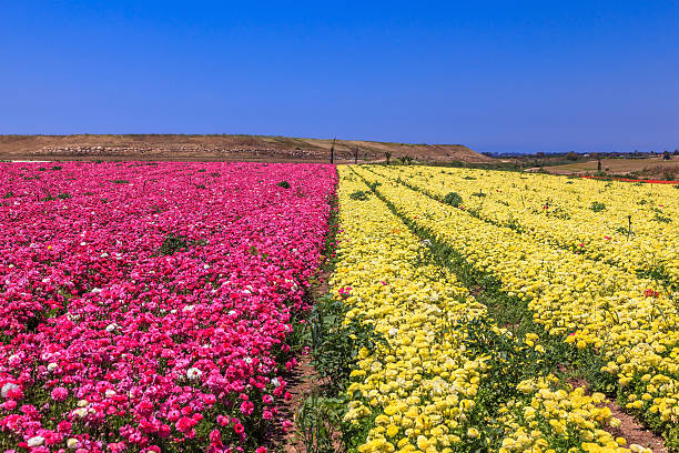 istock The fields of purple and yellow flowers 487520122