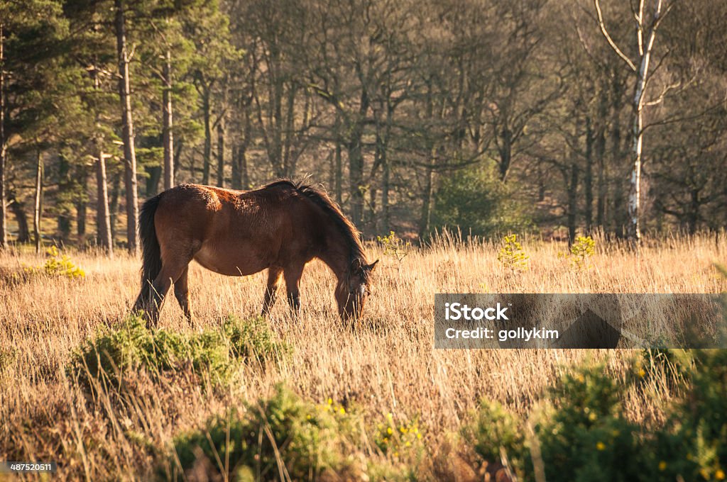 Wild Brun Cheval qui se promène, le parc National de New Forest Angleterre - Photo de Animaux à l'état sauvage libre de droits