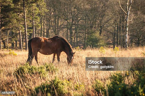 Foto de Wild Brown Cavalo Grazing A Nova Inglaterra Forest National Park e mais fotos de stock de Animal selvagem